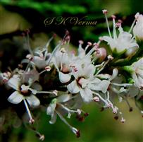  Flowers with 3 and 4 stigmas